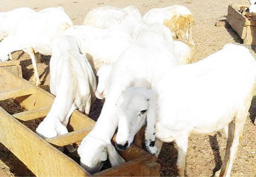NIGERIA MUST PROTECT ITS LIVESTOCK GENETIC WEALTH